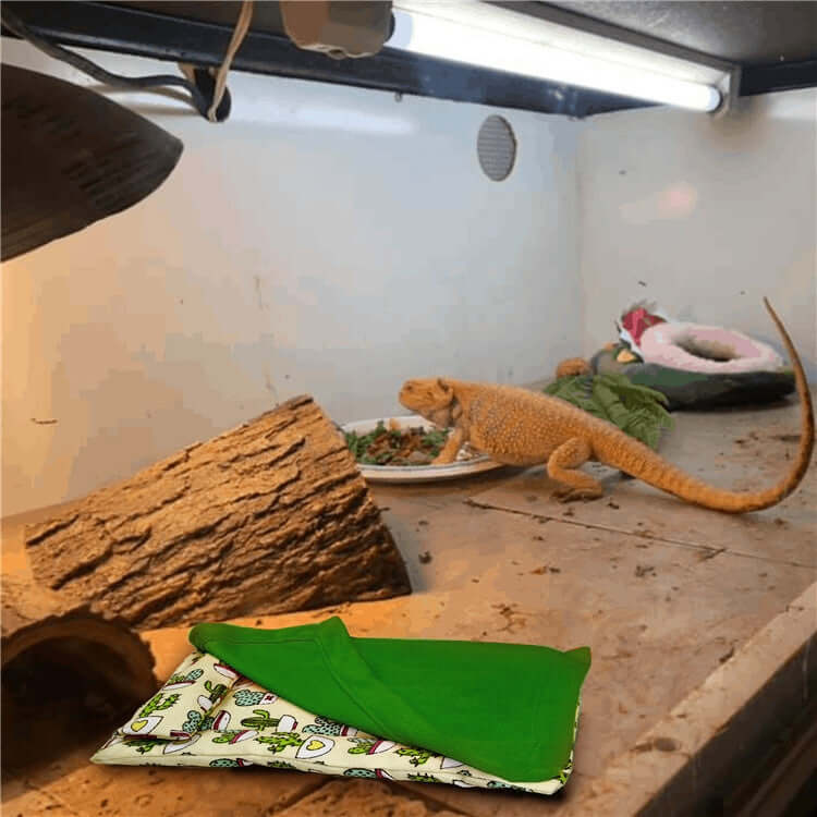 Gecko lizard in habitat with cactus pattern sleeping bag and pillow for reptiles and small pets.