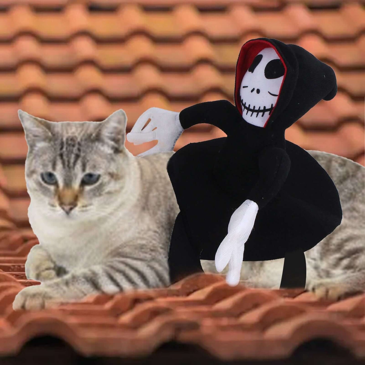 Cat in Halloween pet cosplay costume with skeleton figure on a rooftop, perfect for Funny Pet Halloween Costume and dress-up events.