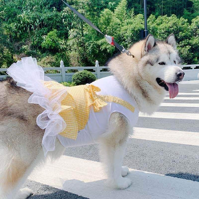 Husky wearing a yellow plaid princess dog costume while standing outdoors, promoting big dog clothes suitable for Labradors and Golden Retrievers.