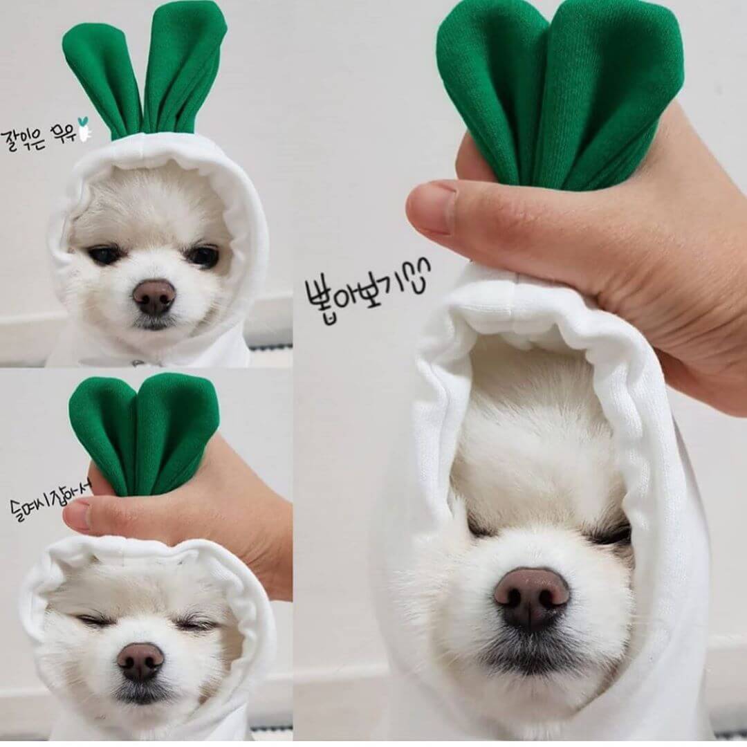 Small dog dressed in a cute white radish costume with a hood and green leaves, showcasing the dog autumn and winter clothing with a drawstring.