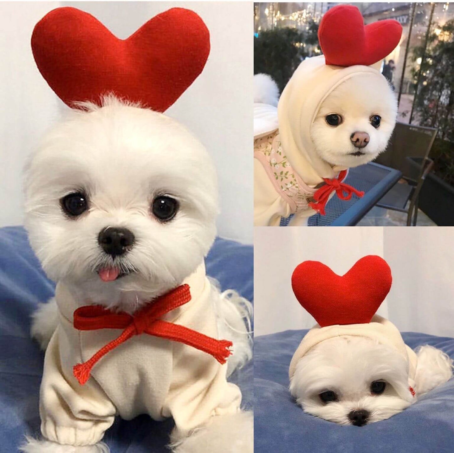 Small dog wearing love heart sweater for autumn and winter, cute pet clothing for small and medium dogs and cats with a red bow and heart accessory