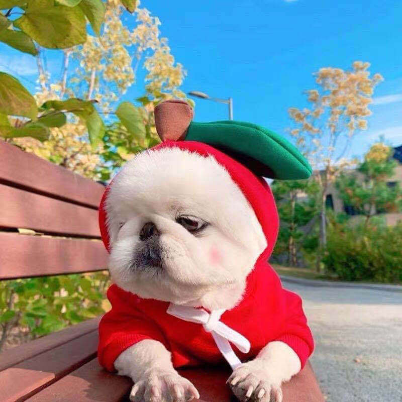 Adorable small dog in a red apple-themed sweater sitting on a park bench during autumn, showcasing cute autumn and winter pet clothing.