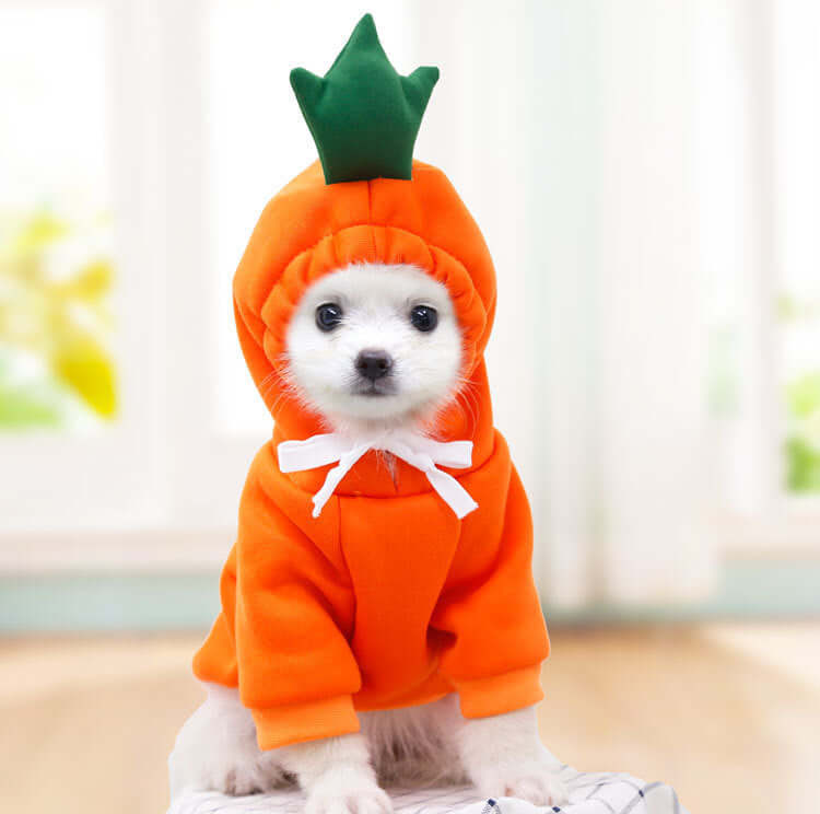 Small white dog in an orange carrot costume with a green top, cute autumn and winter pet clothing for small and medium dogs.