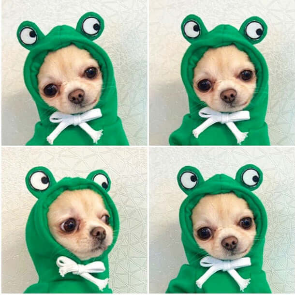 Small dog wearing a green, drawstring frog sweater from the Dog Autumn And Winter Clothing collection for small and medium pets.