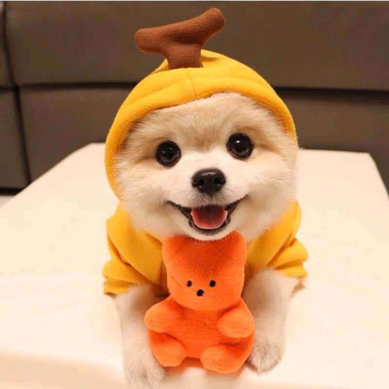 Small dog in yellow banana hoodie with orange plush toy, Dog Autumn Winter Clothing for Small and Medium Dogs. Cute pet apparel.