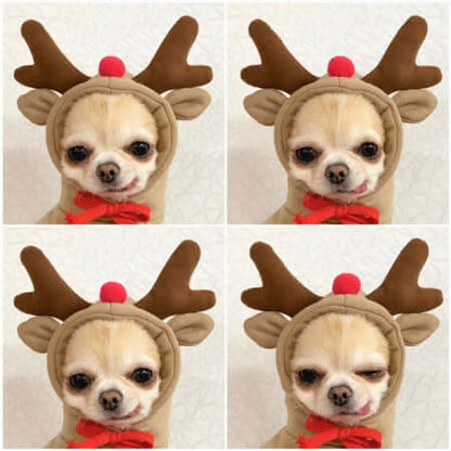 Small dog in reindeer costume with antlers and red nose, wearing a red bow, showcasing cute pet clothing for autumn and winter.