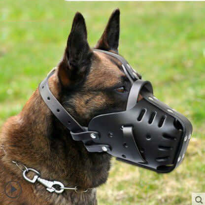 Medium to large dog wearing a cowhide muzzle with a soft and comfortable design offering full mouth protection without harming the skin.