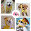 Adorable dogs and cat wearing yellow drawstring hooded autumn and winter pet clothing.