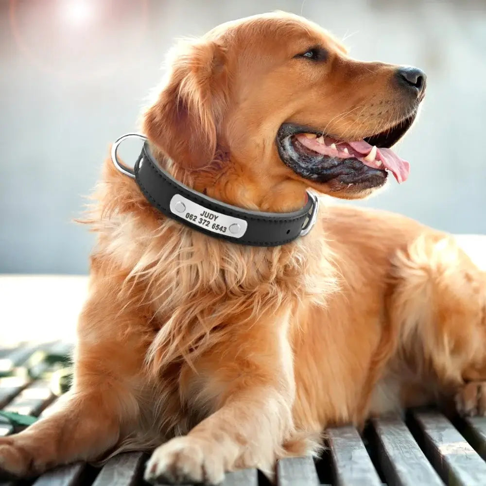 Durable Personalized Dog Collar - Customizable Sizes