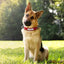 Durable Personalized Dog Collar - Customizable Sizes