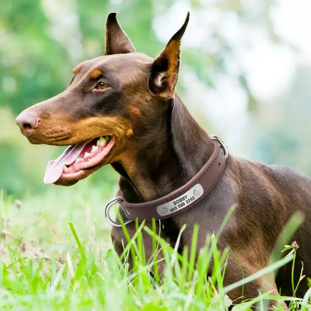 Durable Personalized Dog Collar - Customizable Sizes