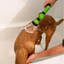 High-Pressure Shower|Adjustable Gun|Paws Palace Store"Elevate Your Pet Bathing Experience with the High-Pressure Dog Shower Gun!" Efficient Cleaning: The high-pressure water flow effectively removes dirt, grime, and loose fur from your pet's coat.£8.9#Adj