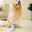 Golden retriever using Automatic Electric Dog Paw Cleaner for clean paws indoors