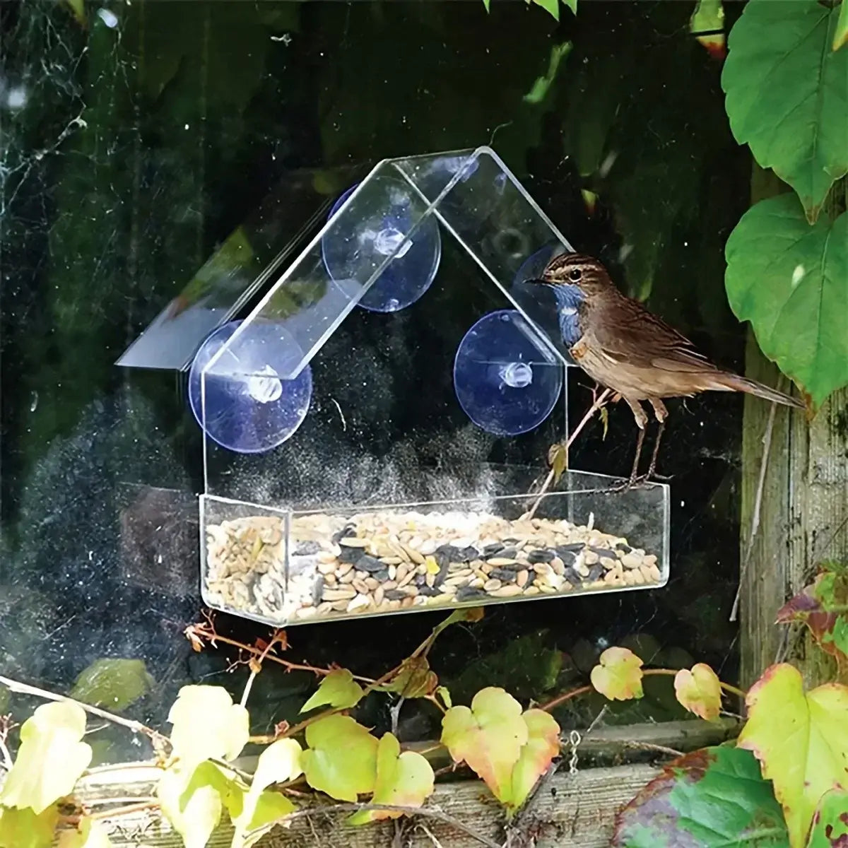 Acrylic Bird Cage Feeder, Window-Mounted£12.90Paws Palace Store