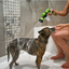 High-Pressure Shower|Adjustable Gun|Paws Palace Store"Elevate Your Pet Bathing Experience with the High-Pressure Dog Shower Gun!" Efficient Cleaning: The high-pressure water flow effectively removes dirt, grime, and loose fur from your pet's coat.£8.9#Adj